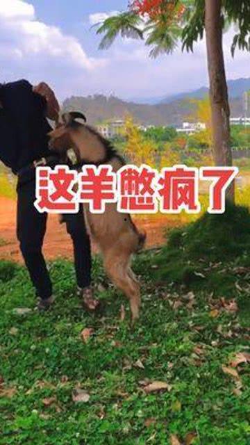 羊搞笑视频,萌宠羊群搞笑瞬间大盘点