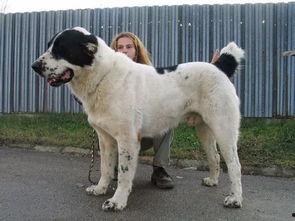 中亚牧羊犬视频,草原守护者的英勇风采