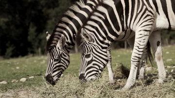 动物世界视频全集免费完整版